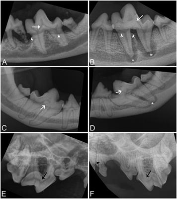 Mandibular Carnassial Tooth Malformations in 6 Dogs—Micro-Computed Tomography and Histology Findings